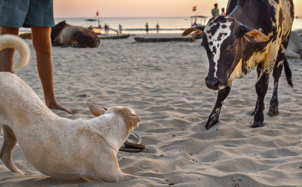 In Goa, it is a common (and wonderful) sight to see herds of cows wander down to the sandy beaches each day, so that they can rest and enjoy in the sun. Goa, India, 2018