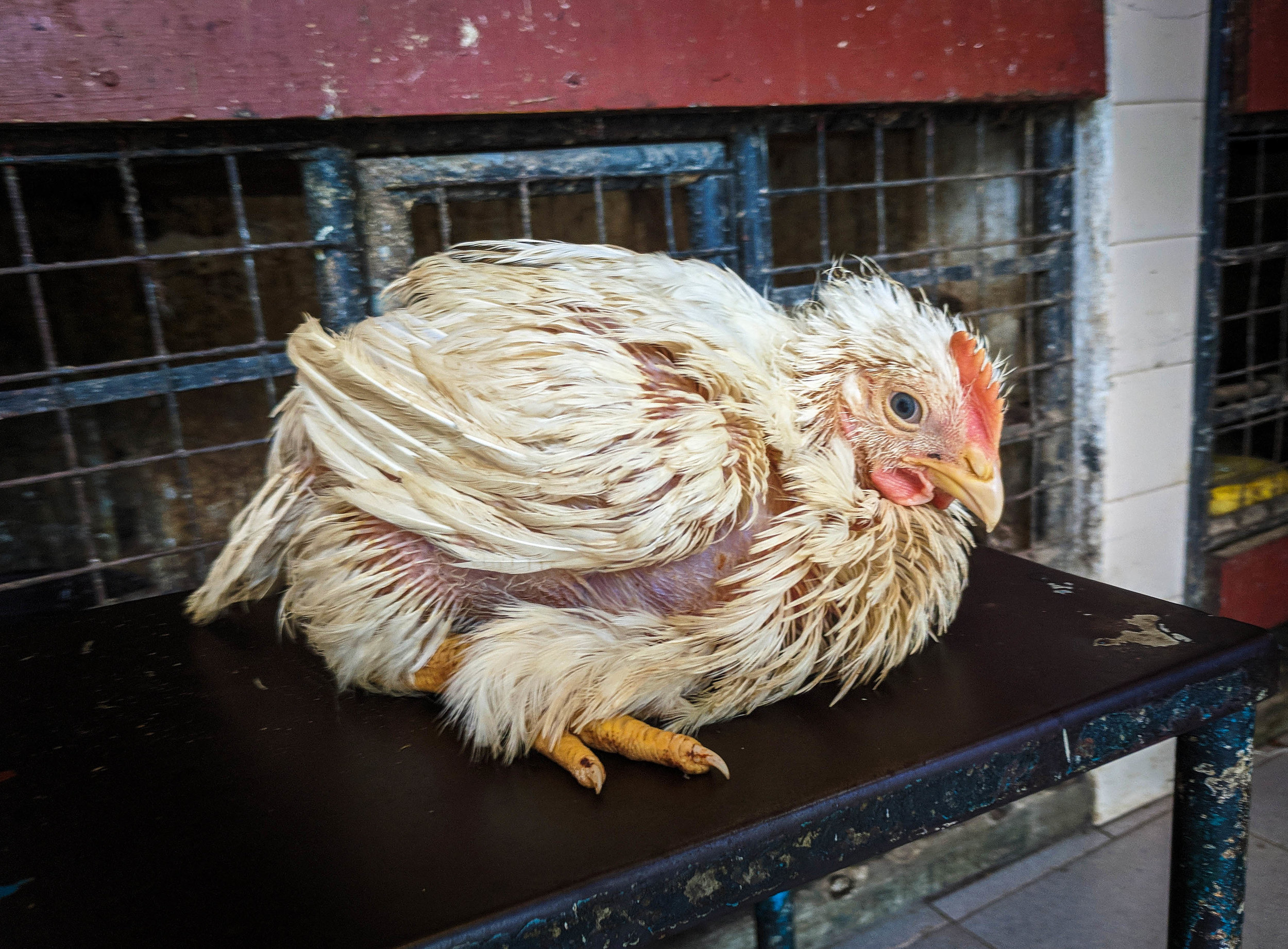 Chickens in a small-scale slaughterhouse. These chickens live in filthy cages, until they are chosen to be slaughtered in full view of the other caged chickens. Columbo, Sri Lanka, 2018
