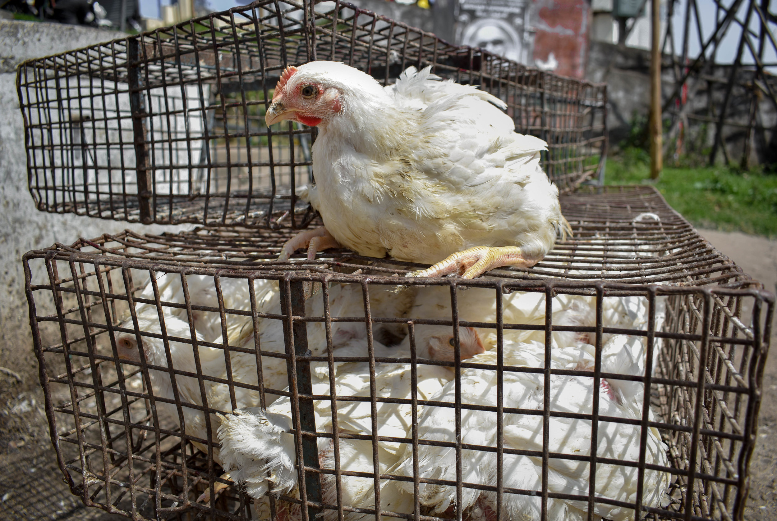 These chickens, crammed into cages and left in the scorching sun, are awaiting their imminent slaughter at a small-scale slaughterhouse. Kodaikanal, India, 2018