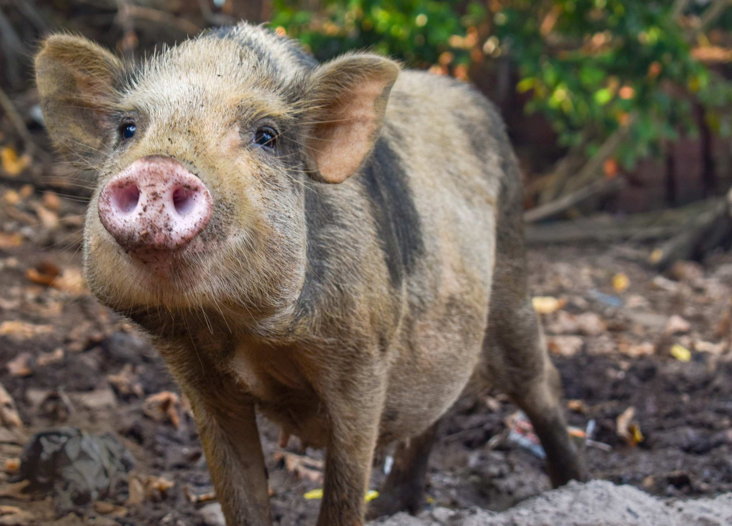 With Goa being a popular destination for Western tourists, the rise in demand for pork products has seen an increase in both small and large scale pig farms in the area. Goa, India, 2018
