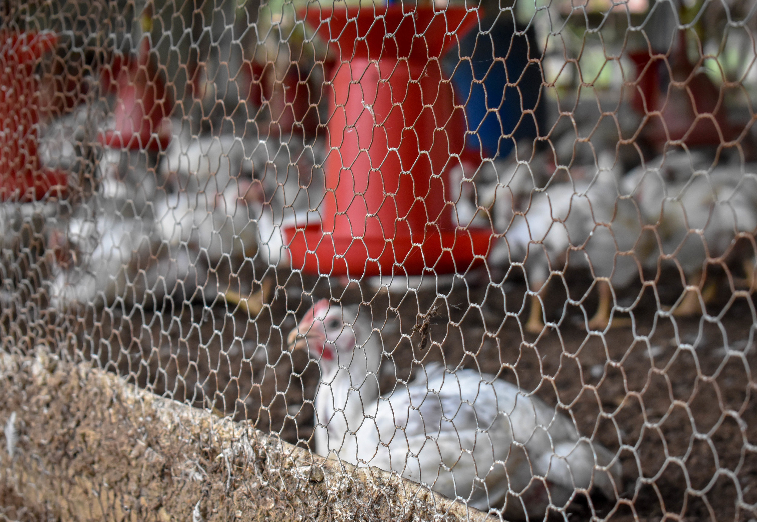 A small and crowded broiler farm, farming chickens for their meat. Ambur, India, 2018