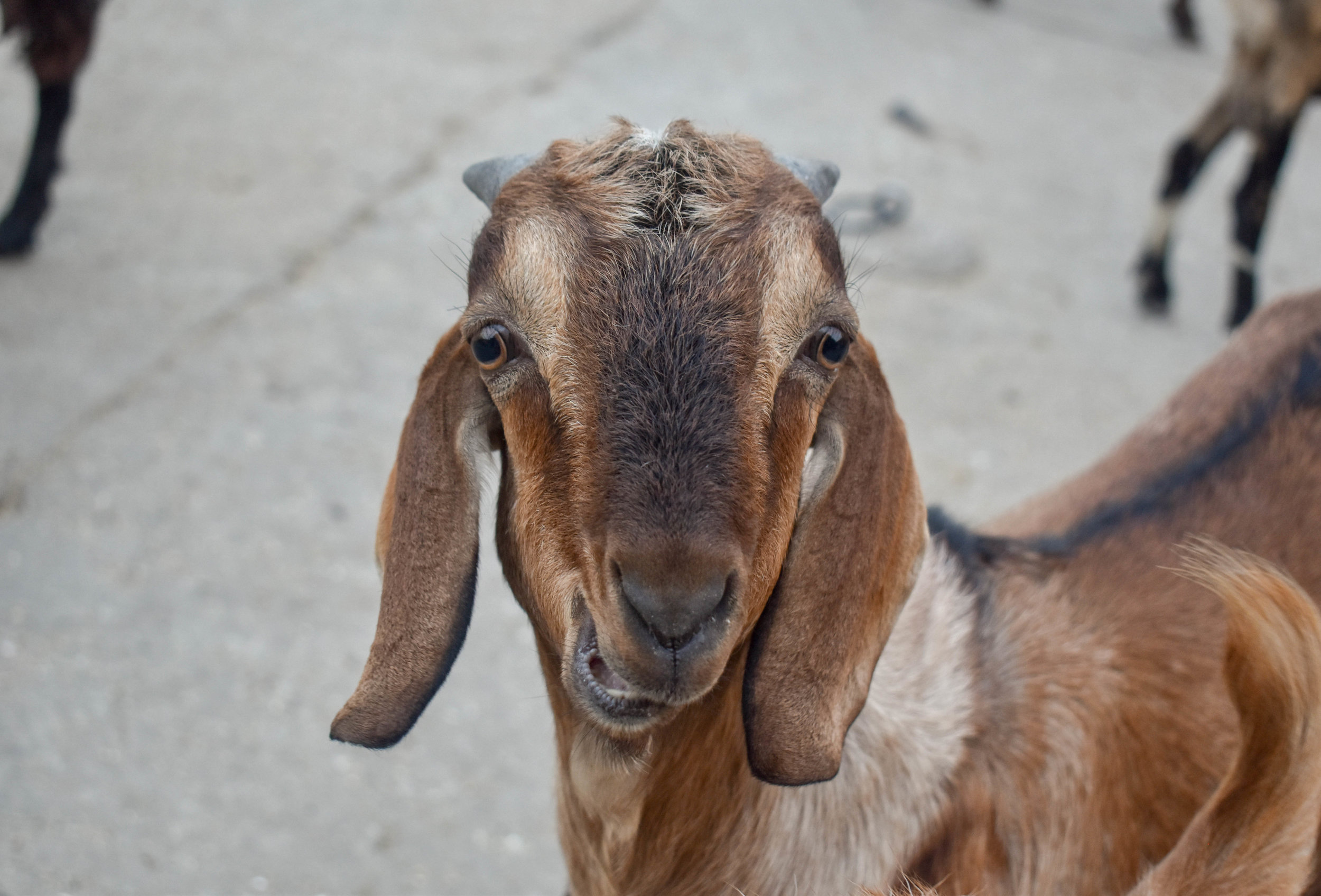 A small herd of goats belonging to the local villagers in Jaipur. Jaipur, India, 2018