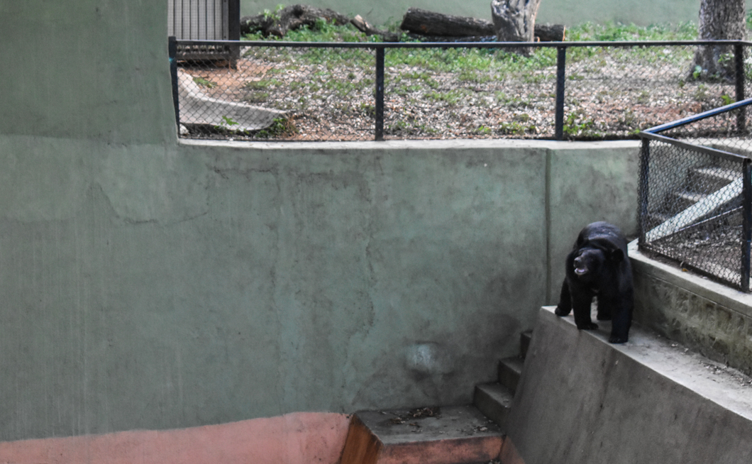 In zoos around the world, animals held in captivity suffer a cruel life spent in confined and unnatural environments. As a result, many animals develop depression or stress, and display unusual and erratic behaviours. Mysore Zoo: Mysuru, India, 2018
