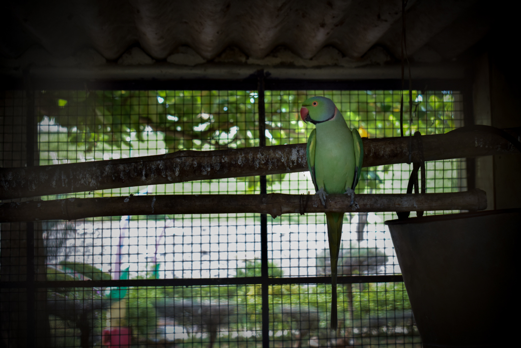 Sathanur Dam is a tourist park and attraction that features a variety of caged animals for visitors to look at - including birds, rabbits and turkeys. Tiruvannamalai, India, 2018