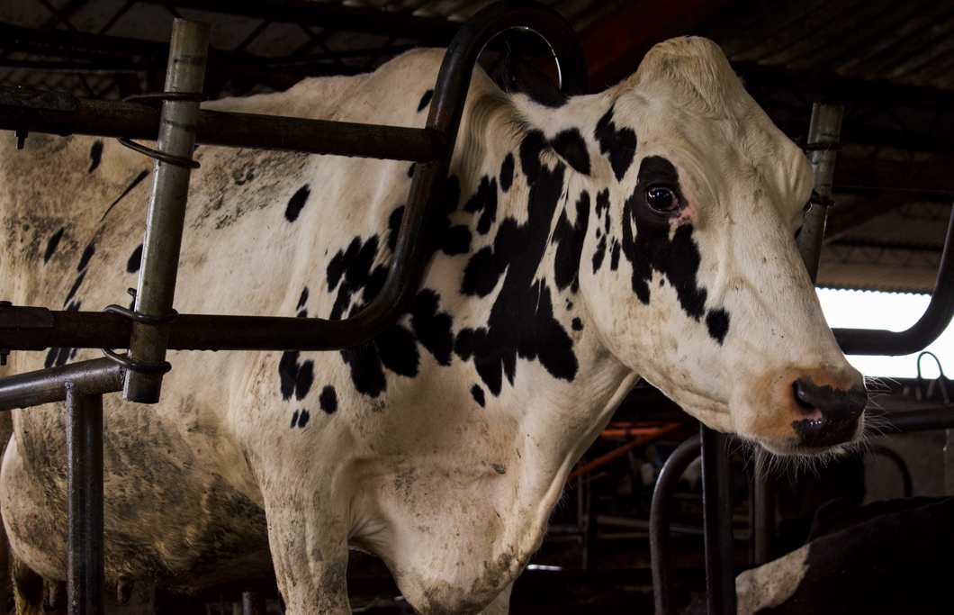 Photographed at an intensive dairy farm, where the ‘dairy’ process is industrialised: masses of cows are forced into mechanical milking machines, calves are kept in isolated, small metal cages, and pregnant cows are kept in place by being chained by their necks. Sri Lanka, 2018