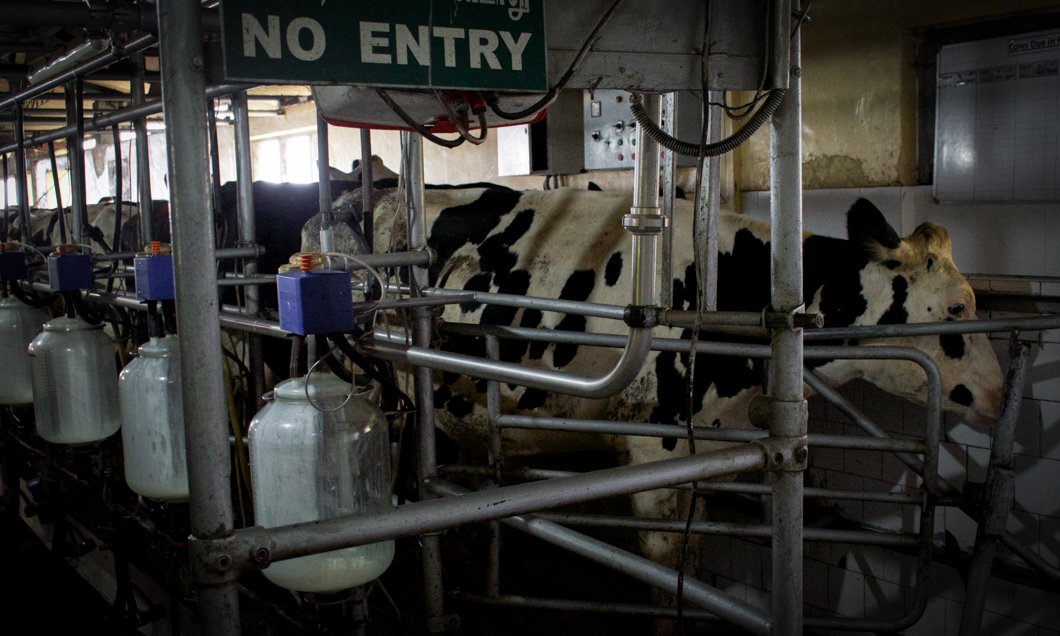 Photographed at an intensive dairy farm, where the ‘dairy’ process is industrialised: masses of cows are forced into mechanical milking machines, calves are kept in isolated, small metal cages, and pregnant cows are kept in place by being chained by their necks. Sri Lanka, 2018