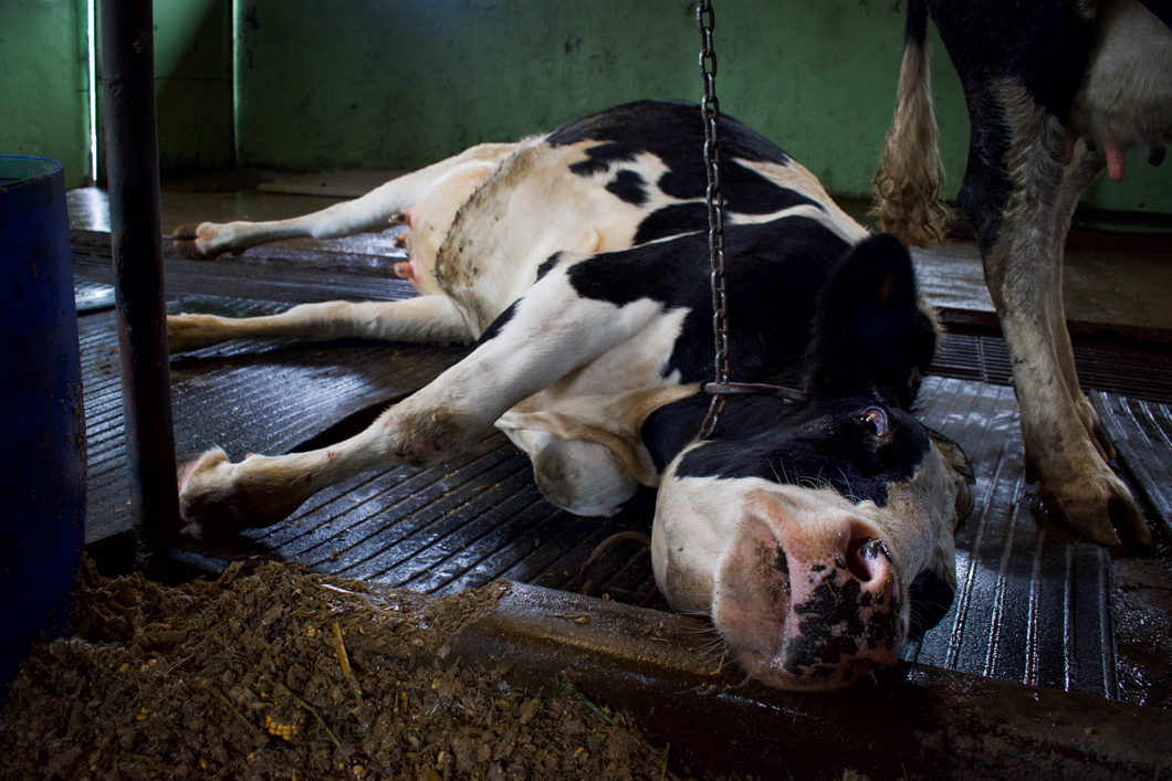 Photographed at an intensive dairy farm, where the ‘dairy’ process is industrialised: masses of cows are forced into mechanical milking machines, calves are kept in isolated, small metal cages, and pregnant cows are kept in place by being chained by their necks. Sri Lanka, 2018