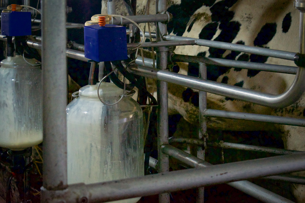 Photographed at an intensive dairy farm, where the ‘dairy’ process is industrialised: masses of cows are forced into mechanical milking machines, calves are kept in isolated, small metal cages, and pregnant cows are kept in place by being chained by their necks. Sri Lanka, 2018