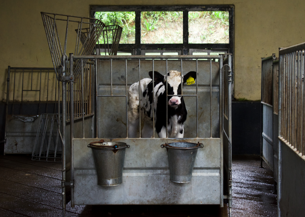 Photographed at an intensive dairy farm, where the ‘dairy’ process is industrialised: masses of cows are forced into mechanical milking machines, calves are kept in isolated, small metal cages, and pregnant cows are kept in place by being chained by their necks. Sri Lanka, 2018