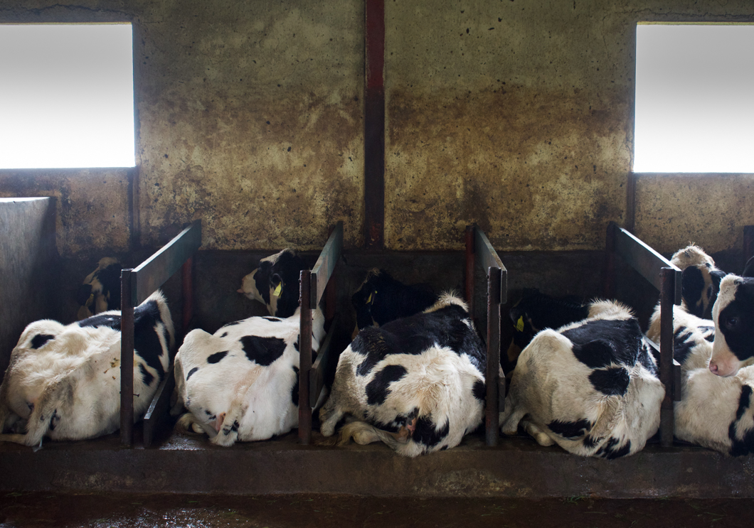 Photographed at an intensive dairy farm, where the ‘dairy’ process is industrialised: masses of cows are forced into mechanical milking machines, calves are kept in isolated, small metal cages, and pregnant cows are kept in place by being chained by their necks. Sri Lanka, 2018
