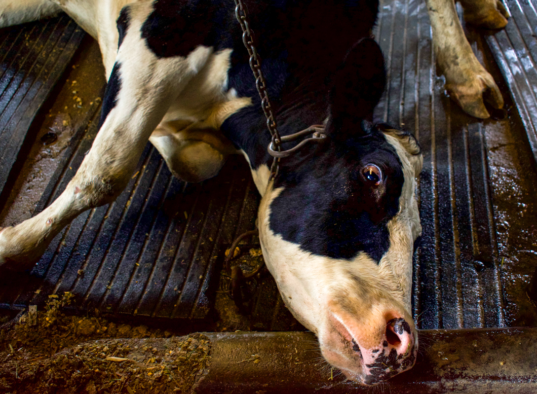 Photographed at an intensive dairy farm, where the ‘dairy’ process is industrialised: masses of cows are forced into mechanical milking machines, calves are kept in isolated, small metal cages, and pregnant cows are kept in place by being chained by their necks. Sri Lanka, 2018