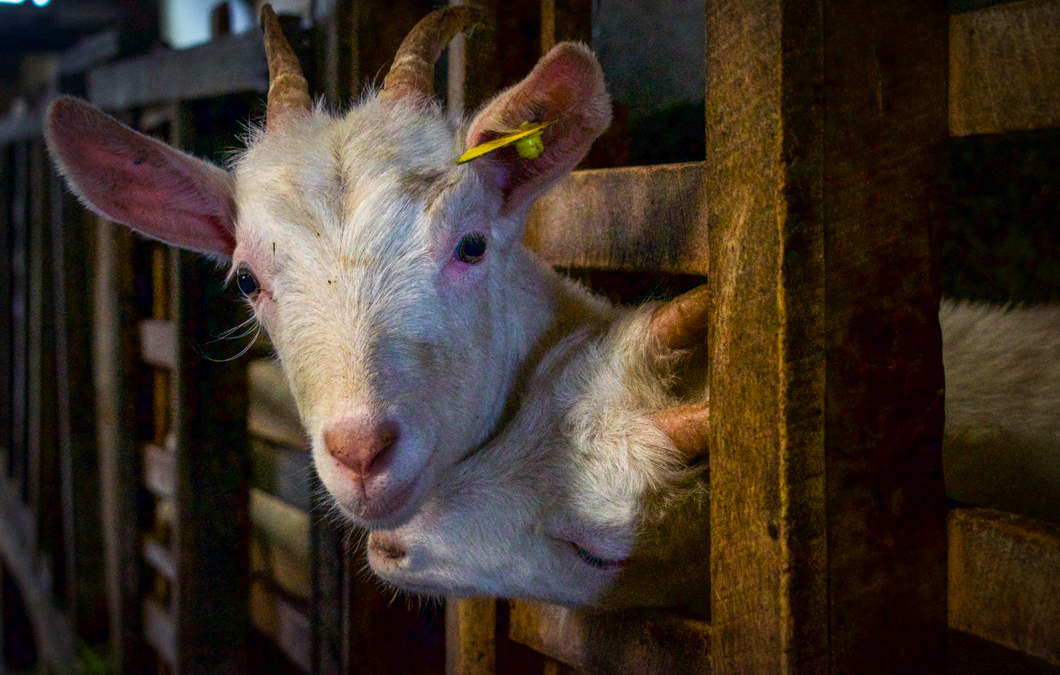 Photographed at an intensive dairy farm, where the ‘dairy’ process is industrialised: masses of cows are forced into mechanical milking machines, calves are kept in isolated, small metal cages, and pregnant cows are kept in place by being chained by their necks. Sri Lanka, 2018