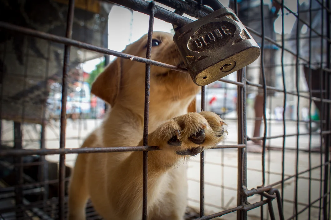 A roadside pet shop selling a variety of animals from chickens, ducks and fish, to pedigree puppies like labradors and boxers. The increasing demand for pedigree dogs not only encourages breeders and puppy mills, but it also takes a potential new home away from an adoptable street dog. Matara, Sri Lanka, 2018