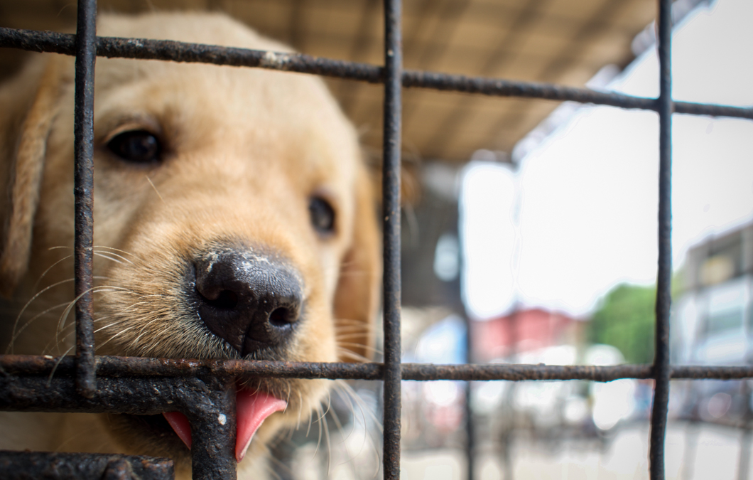 A roadside pet shop selling a variety of animals from chickens, ducks and fish, to pedigree puppies like labradors and boxers. The increasing demand for pedigree dogs not only encourages breeders and puppy mills, but it also takes a potential new home away from an adoptable street dog. Matara, Sri Lanka, 2018