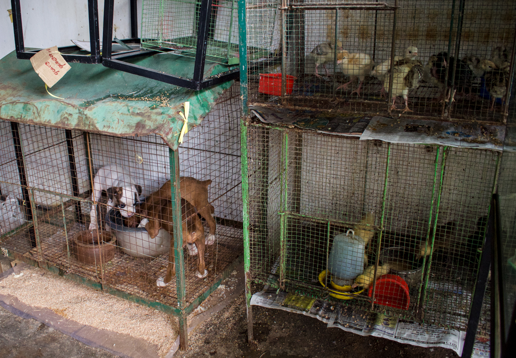 A roadside pet shop selling a variety of animals from chickens, ducks and fish, to pedigree puppies like labradors and boxers. The increasing demand for pedigree dogs not only encourages breeders and puppy mills, but it also takes a potential new home away from an adoptable street dog. Matara, Sri Lanka, 2018