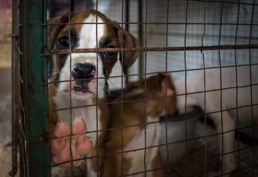 A roadside pet shop selling a variety of animals from chickens, ducks and fish, to pedigree puppies like labradors and boxers. The increasing demand for pedigree dogs not only encourages breeders and puppy mills, but it also takes a potential new home away from an adoptable street dog. Matara, Sri Lanka, 2018