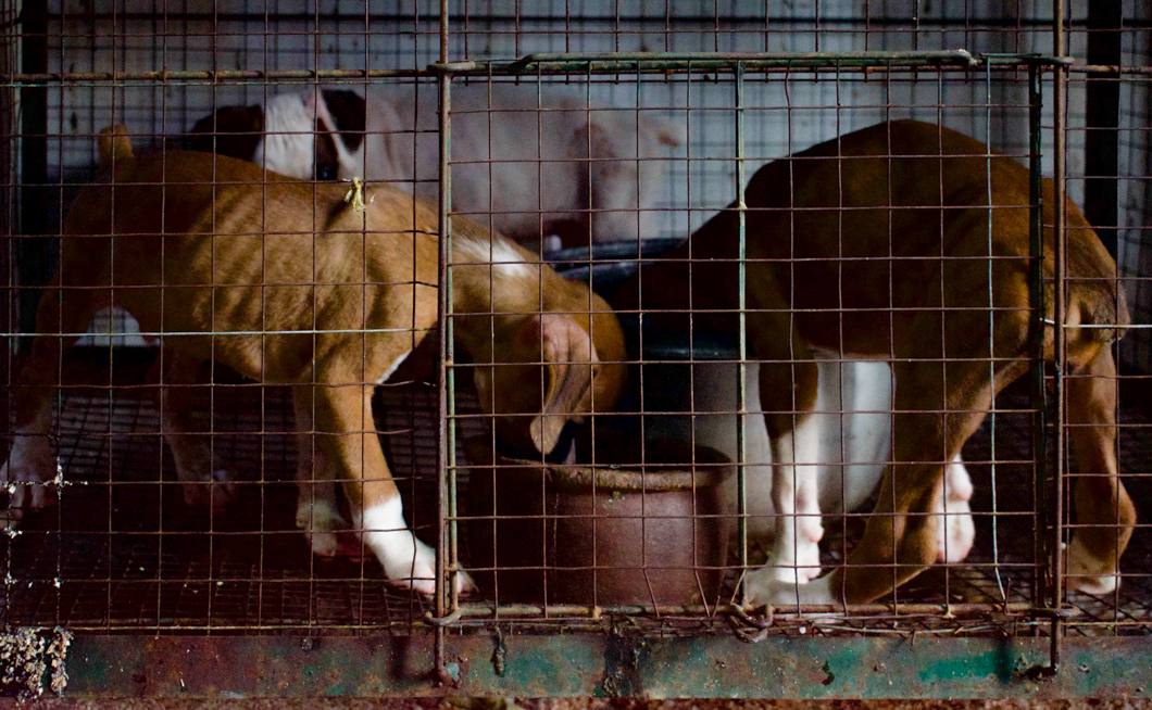 A roadside pet shop selling a variety of animals from chickens, ducks and fish, to pedigree puppies like labradors and boxers. The increasing demand for pedigree dogs not only encourages breeders and puppy mills, but it also takes a potential new home away from an adoptable street dog. Matara, Sri Lanka, 2018