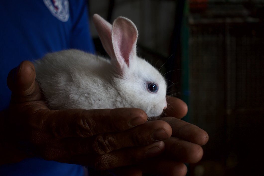 A roadside pet shop selling a variety of animals from chickens, ducks and fish, to pedigree puppies like labradors and boxers. The increasing demand for pedigree dogs not only encourages breeders and puppy mills, but it also takes a potential new home away from an adoptable street dog. Matara, Sri Lanka, 2018