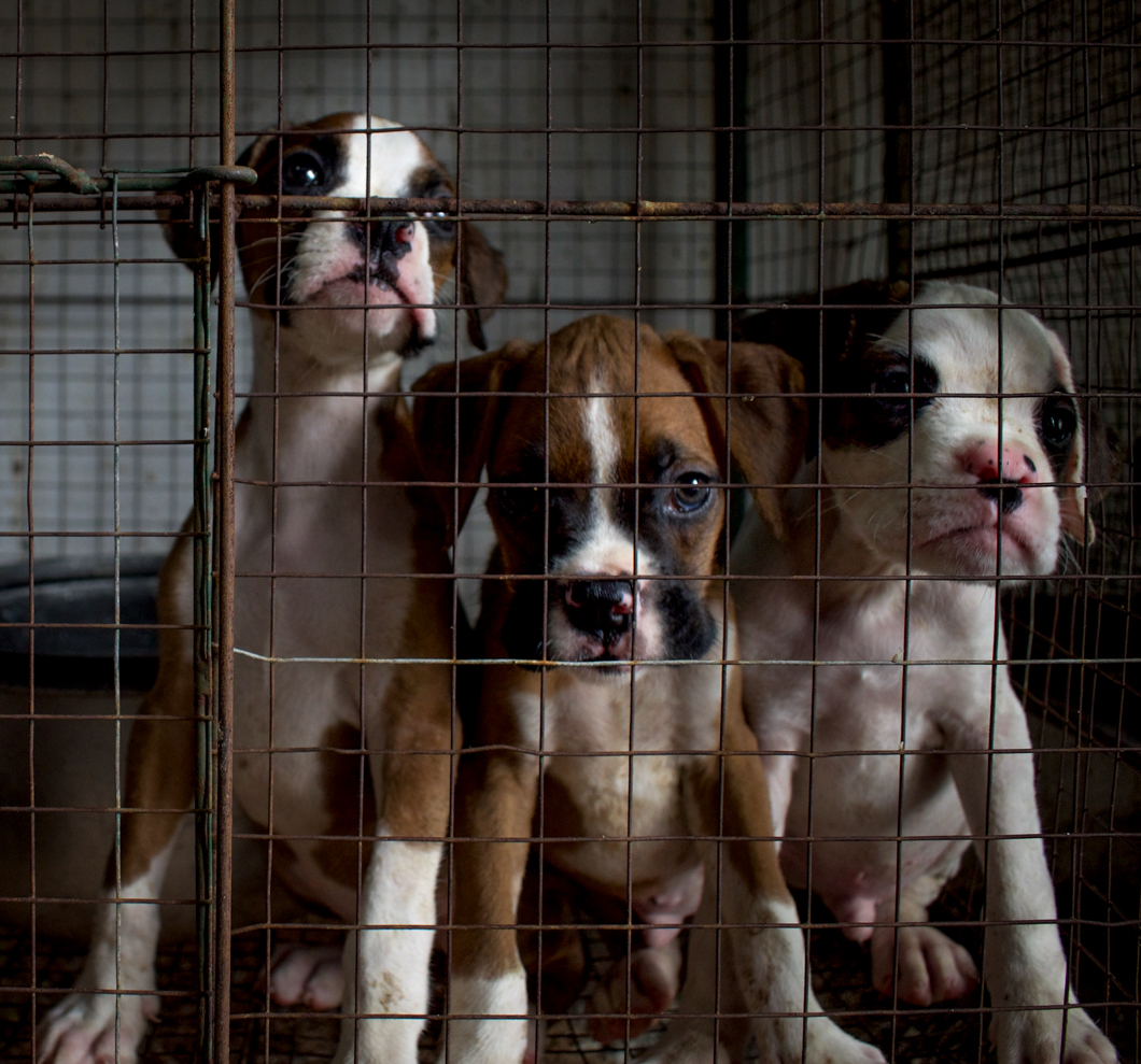 A roadside pet shop selling a variety of animals from chickens, ducks and fish, to pedigree puppies like labradors and boxers. The increasing demand for pedigree dogs not only encourages breeders and puppy mills, but it also takes a potential new home away from an adoptable street dog. Matara, Sri Lanka, 2018