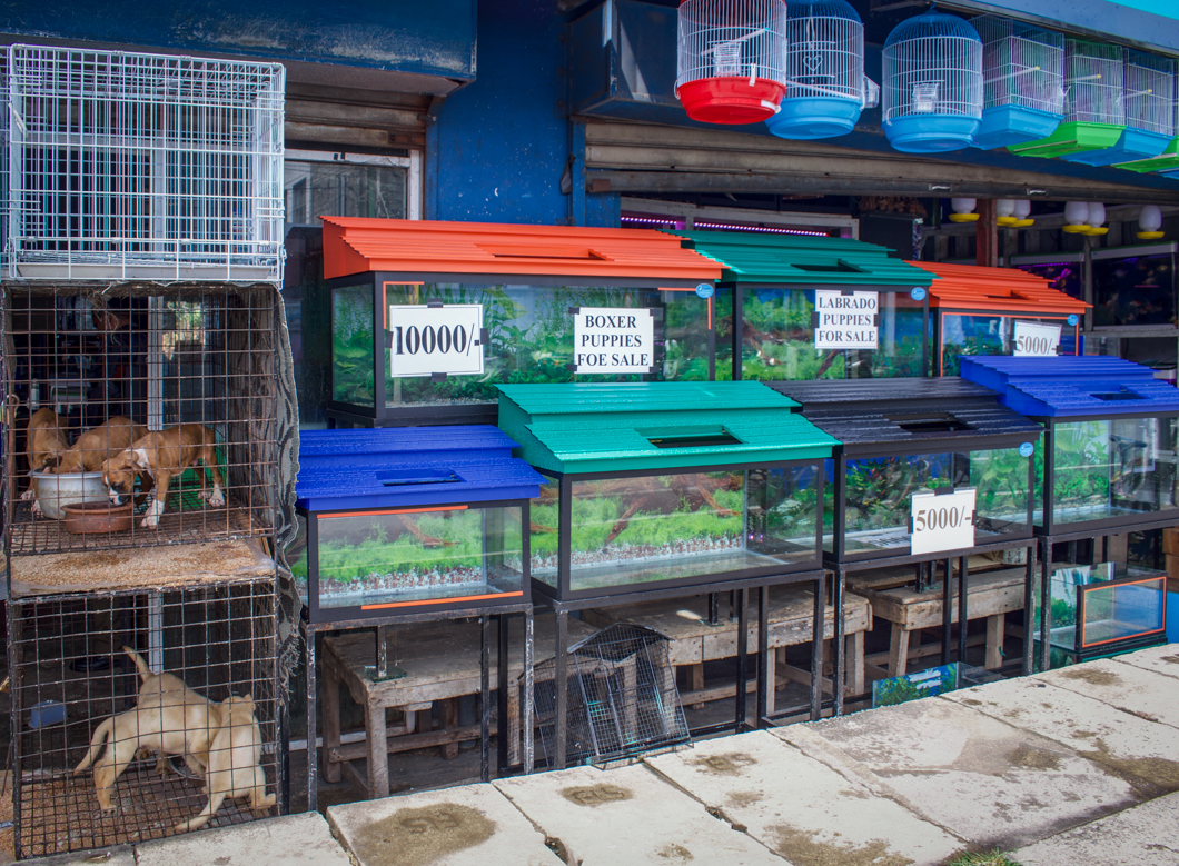 A roadside pet shop selling a variety of animals from chickens, ducks and fish, to pedigree puppies like labradors and boxers. The increasing demand for pedigree dogs not only encourages breeders and puppy mills, but it also takes a potential new home away from an adoptable street dog. Matara, Sri Lanka, 2018