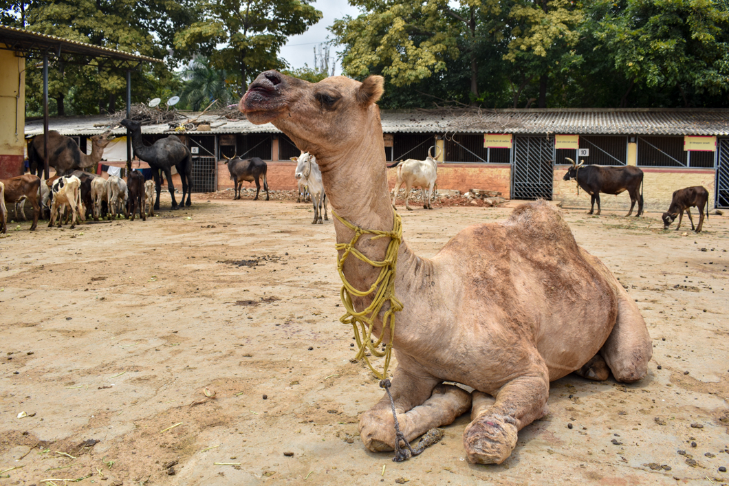 These animals were living in a Goshala - which is an animal shelter, mainly for cattle, due to their religious significance in Hinduism. Mostly rescued from slaughter, these Goshala’s provide shelter for these animals, but often still use them for their dairy. Bengaluru, India, 2018