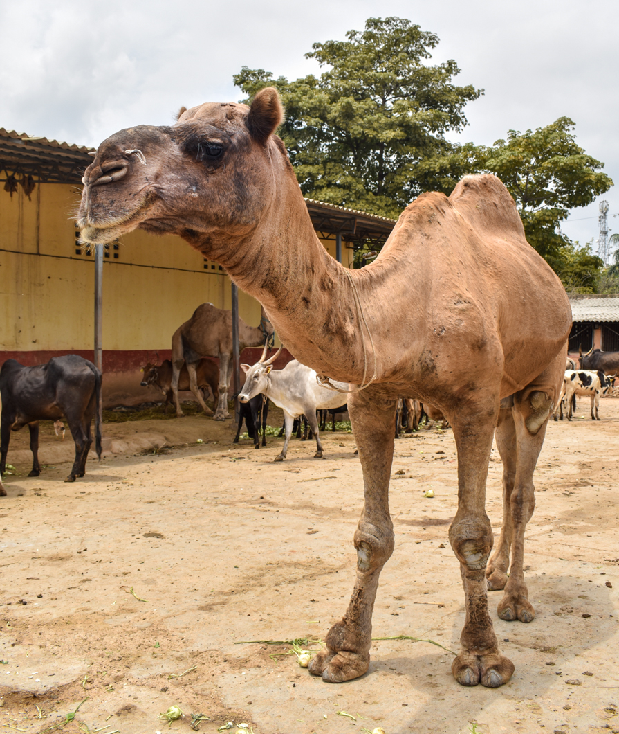 These animals were living in a Goshala - which is an animal shelter, mainly for cattle, due to their religious significance in Hinduism. Mostly rescued from slaughter, these Goshala’s provide shelter for these animals, but often still use them for their dairy. Bengaluru, India, 2018