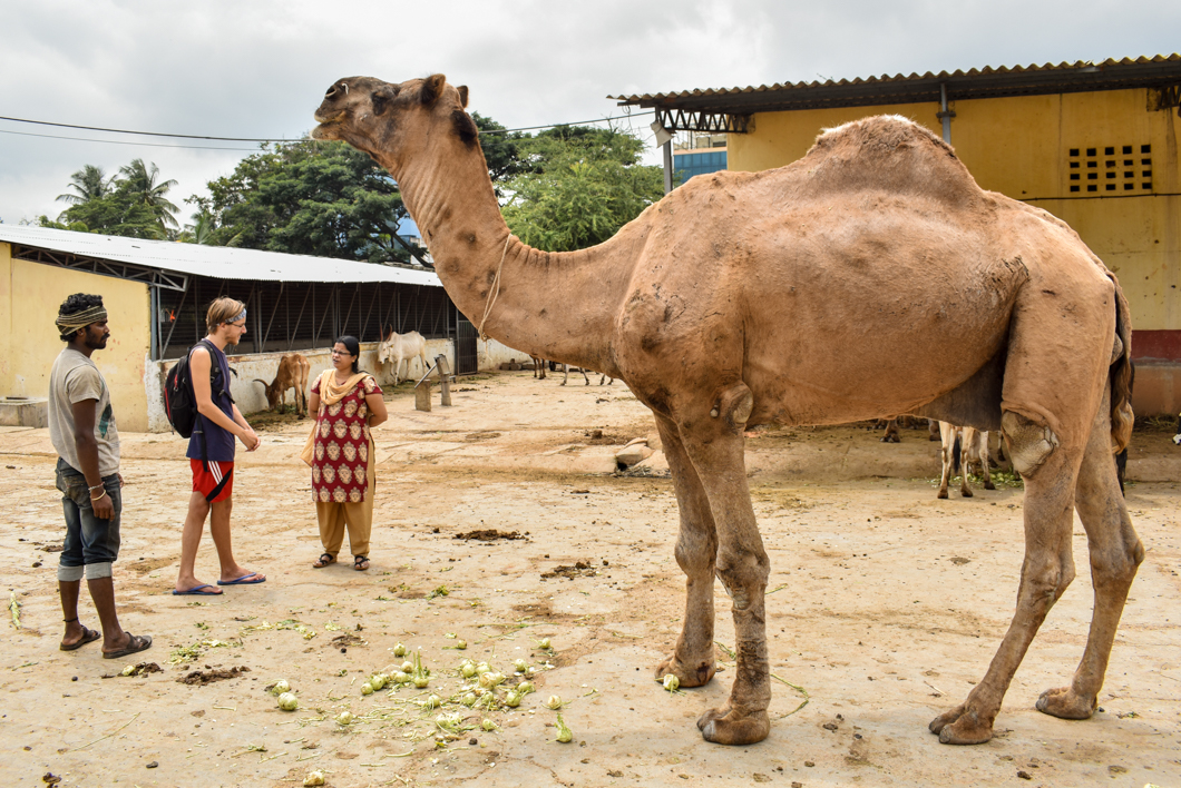 These animals were living in a Goshala - which is an animal shelter, mainly for cattle, due to their religious significance in Hinduism. Mostly rescued from slaughter, these Goshala’s provide shelter for these animals, but often still use them for their dairy. Bengaluru, India, 2018