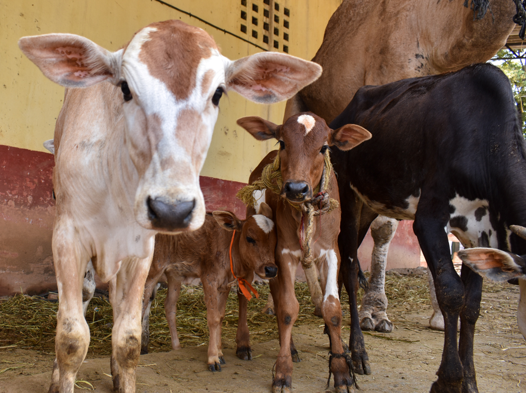 These animals were living in a Goshala - which is an animal shelter, mainly for cattle, due to their religious significance in Hinduism. Mostly rescued from slaughter, these Goshala’s provide shelter for these animals, but often still use them for their dairy. Bengaluru, India, 2018