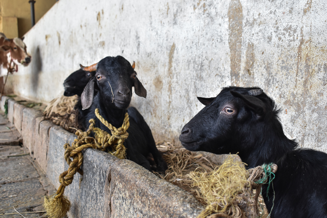 These animals were living in a Goshala - which is an animal shelter, mainly for cattle, due to their religious significance in Hinduism. Mostly rescued from slaughter, these Goshala’s provide shelter for these animals, but often still use them for their dairy. Bengaluru, India, 2018