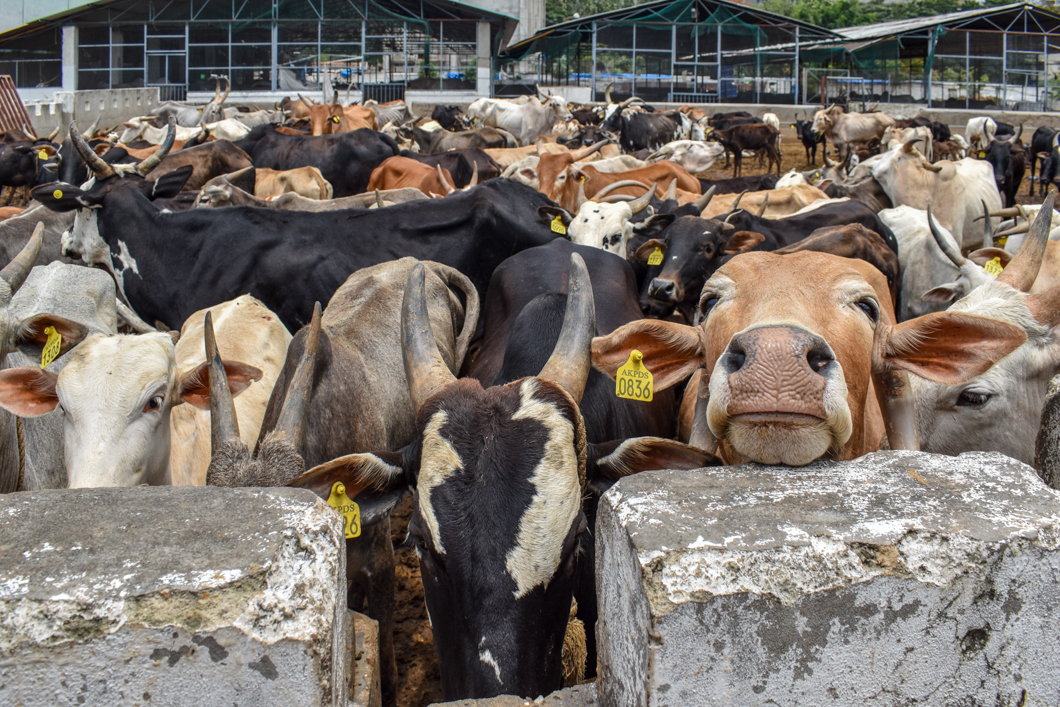 These animals were living in a Goshala - which is an animal shelter, mainly for cattle, due to their religious significance in Hinduism. Mostly rescued from slaughter, these Goshala’s provide shelter for these animals, but often still use them for their dairy. Bengaluru, India, 2018
