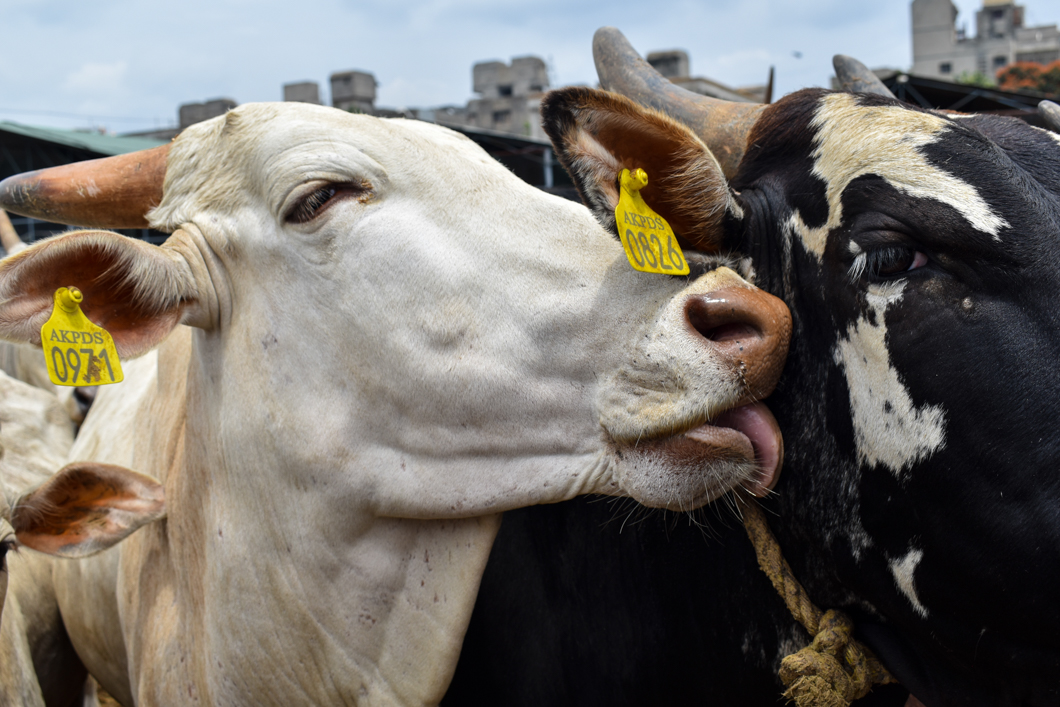 These animals were living in a Goshala - which is an animal shelter, mainly for cattle, due to their religious significance in Hinduism. Mostly rescued from slaughter, these Goshala’s provide shelter for these animals, but often still use them for their dairy. Bengaluru, India, 2018