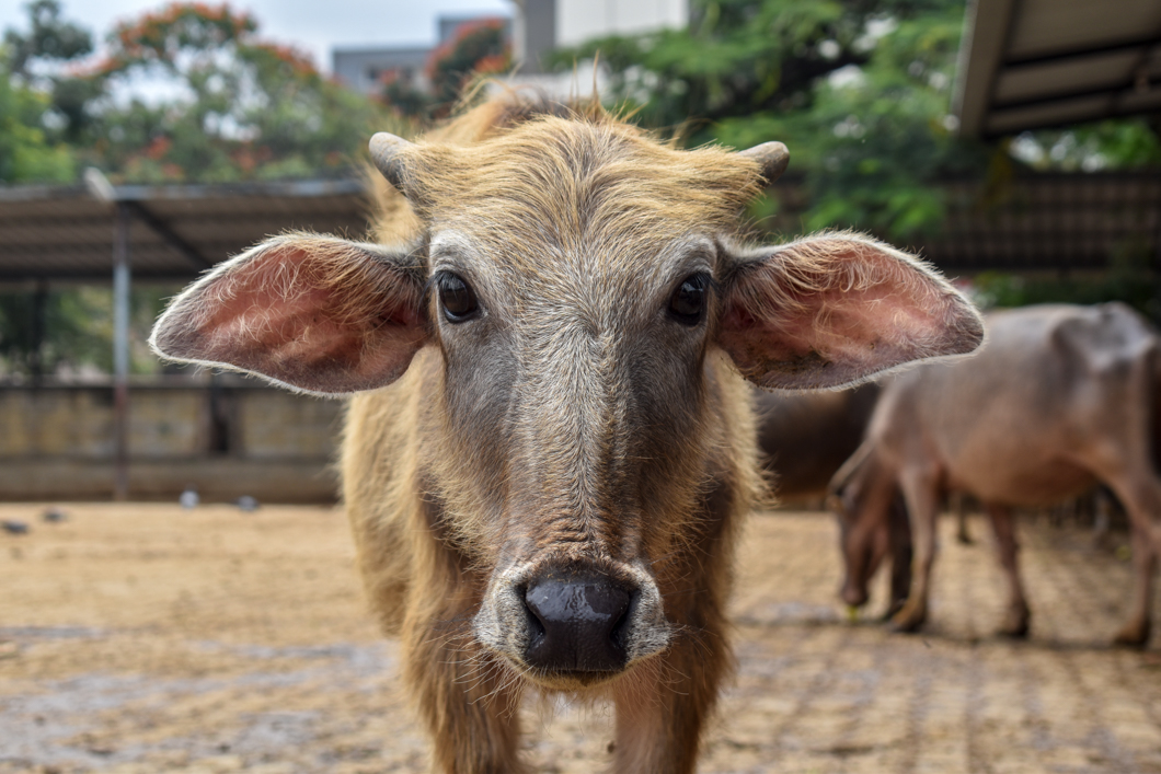 These animals were living in a Goshala - which is an animal shelter, mainly for cattle, due to their religious significance in Hinduism. Mostly rescued from slaughter, these Goshala’s provide shelter for these animals, but often still use them for their dairy. Bengaluru, India, 2018