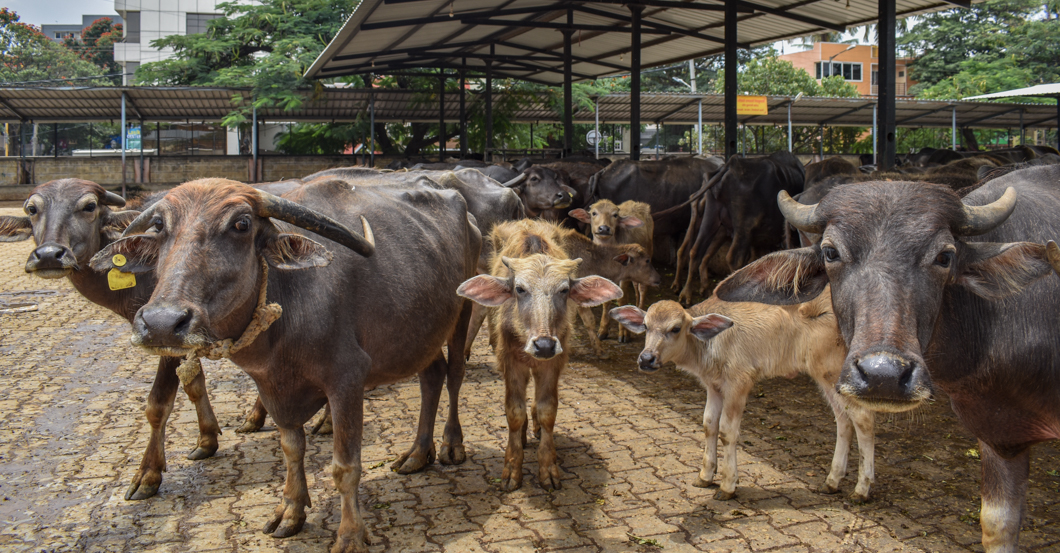 These animals were living in a Goshala - which is an animal shelter, mainly for cattle, due to their religious significance in Hinduism. Mostly rescued from slaughter, these Goshala’s provide shelter for these animals, but often still use them for their dairy. Bengaluru, India, 2018