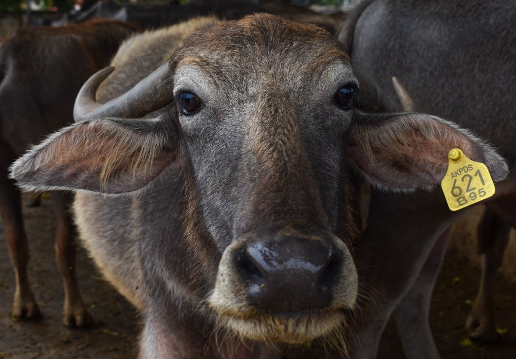These animals were living in a Goshala - which is an animal shelter, mainly for cattle, due to their religious significance in Hinduism. Mostly rescued from slaughter, these Goshala’s provide shelter for these animals, but often still use them for their dairy. Bengaluru, India, 2018