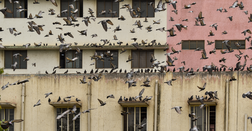 These animals were living in a Goshala - which is an animal shelter, mainly for cattle, due to their religious significance in Hinduism. Mostly rescued from slaughter, these Goshala’s provide shelter for these animals, but often still use them for their dairy. This particular Goshala feed thousands of wild pigeons twice a day. Bengaluru, India, 2018