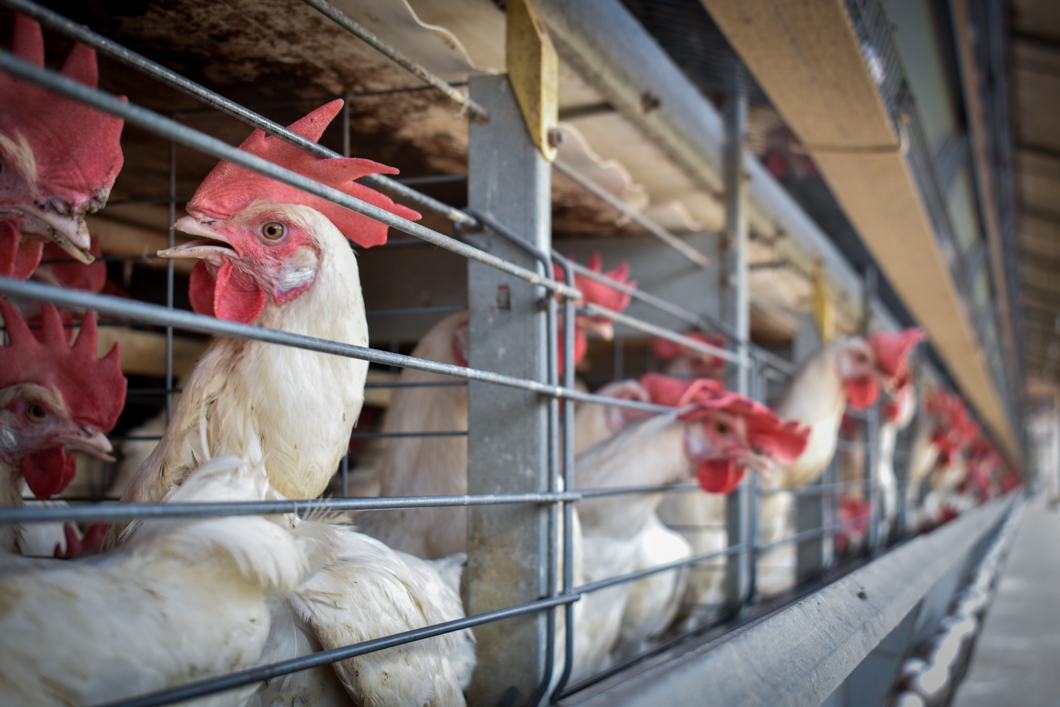 An intensive egg farm in South India, where over 300,000 chickens are crammed into cages. Their cage is an example of a “battery cage”, which is used worldwide to farm chickens: here there are up to eight chickens in a single cage, meaning there isn’t enough space for them to spread their wings. They will spend their entire lives in these cages. Mysuru, India, 2018