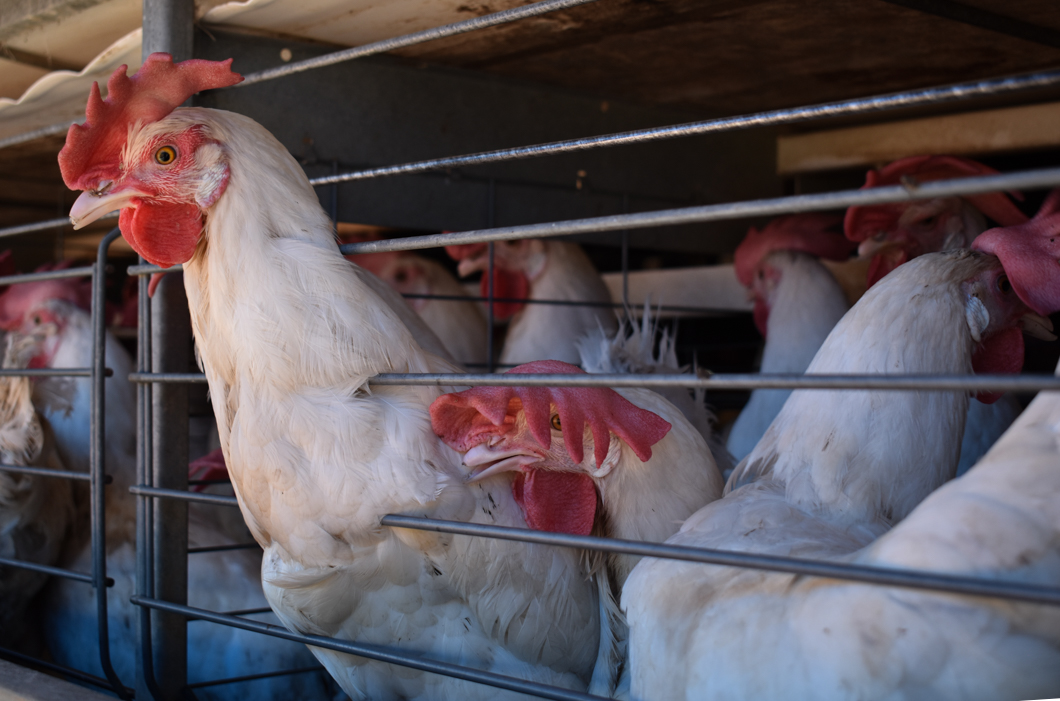 An intensive egg farm in South India, where over 300,000 chickens are crammed into cages. Their cage is an example of a “battery cage”, which is used worldwide to farm chickens: here there are up to eight chickens in a single cage, meaning there isn’t enough space for them to spread their wings. They will spend their entire lives in these cages. Mysuru, India, 2018