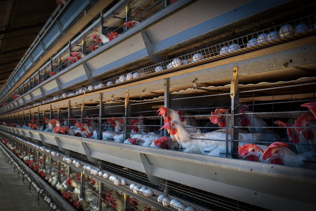 An intensive egg farm in South India, where over 300,000 chickens are crammed into cages. Their cage is an example of a “battery cage”, which is used worldwide to farm chickens: here there are up to eight chickens in a single cage, meaning there isn’t enough space for them to spread their wings. They will spend their entire lives in these cages. Mysuru, India, 2018