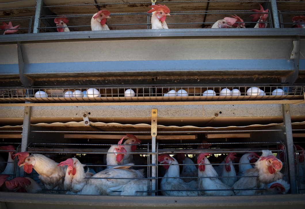 An intensive egg farm in South India, where over 300,000 chickens are crammed into cages. Their cage is an example of a “battery cage”, which is used worldwide to farm chickens: here there are up to eight chickens in a single cage, meaning there isn’t enough space for them to spread their wings. They will spend their entire lives in these cages. Mysuru, India, 2018