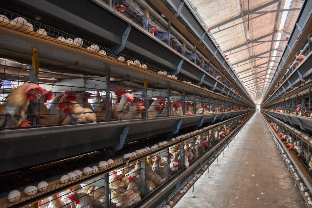 An intensive egg farm in South India, where over 300,000 chickens are crammed into cages. Their cage is an example of a “battery cage”, which is used worldwide to farm chickens: here there are up to eight chickens in a single cage, meaning there isn’t enough space for them to spread their wings. They will spend their entire lives in these cages. Mysuru, India, 2018