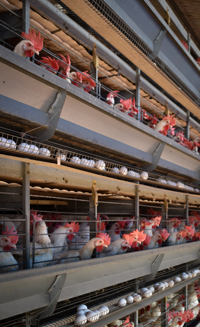 An intensive egg farm in South India, where over 300,000 chickens are crammed into cages. Their cage is an example of a “battery cage”, which is used worldwide to farm chickens: here there are up to eight chickens in a single cage, meaning there isn’t enough space for them to spread their wings. They will spend their entire lives in these cages. Mysuru, India, 2018