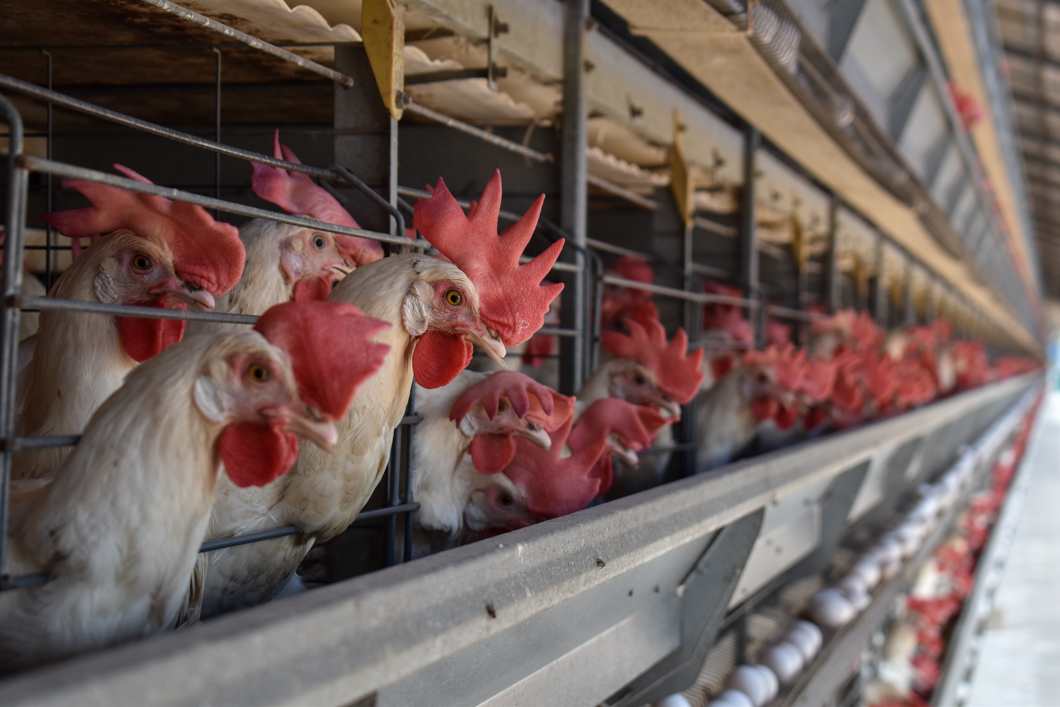 An intensive egg farm in South India, where over 300,000 chickens are crammed into cages. Their cage is an example of a “battery cage”, which is used worldwide to farm chickens: here there are up to eight chickens in a single cage, meaning there isn’t enough space for them to spread their wings. They will spend their entire lives in these cages. Mysuru, India, 2018