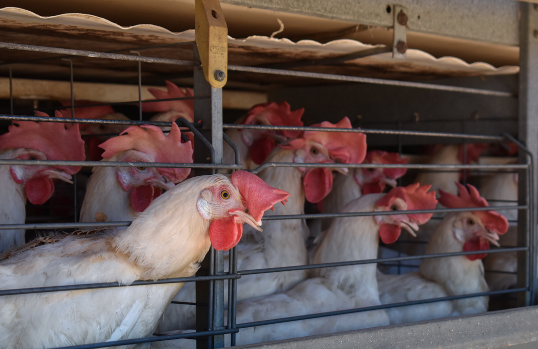 An intensive egg farm in South India, where over 300,000 chickens are crammed into cages. Their cage is an example of a “battery cage”, which is used worldwide to farm chickens: here there are up to eight chickens in a single cage, meaning there isn’t enough space for them to spread their wings. They will spend their entire lives in these cages. Mysuru, India, 2018
