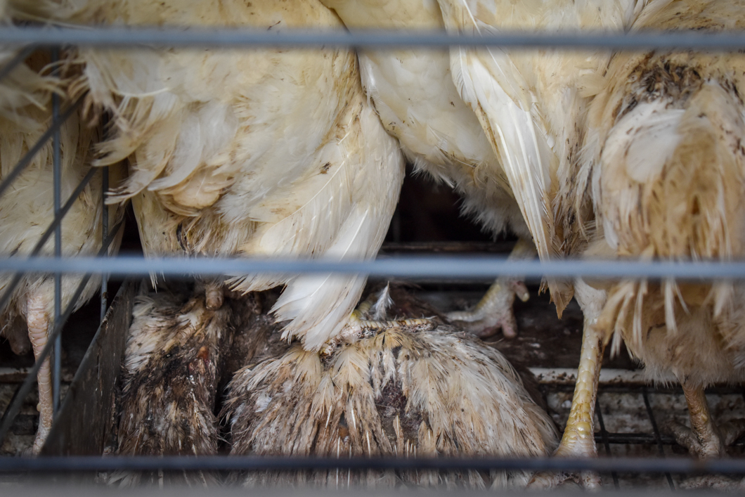 An intensive egg farm in South India, where over 300,000 chickens are crammed into cages. Their cage is an example of a “battery cage”, which is used worldwide to farm chickens: here there are up to eight chickens in a single cage, meaning there isn’t enough space for them to spread their wings. They will spend their entire lives in these cages. Mysuru, India, 2018