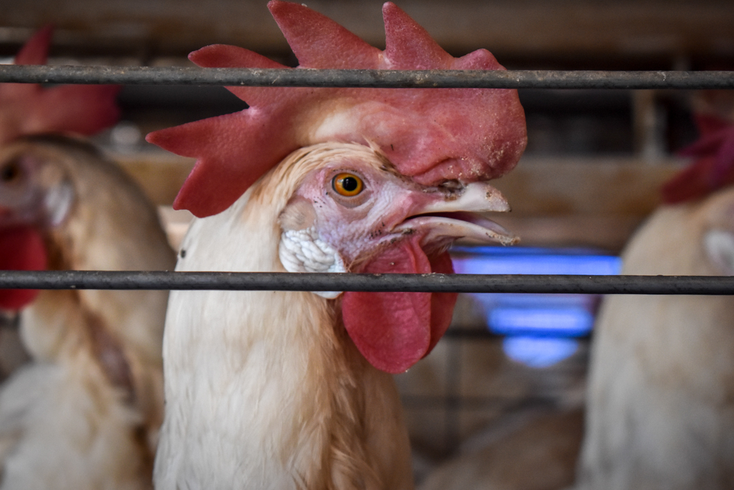 An intensive egg farm in South India, where over 300,000 chickens are crammed into cages. Their cage is an example of a “battery cage”, which is used worldwide to farm chickens: here there are up to eight chickens in a single cage, meaning there isn’t enough space for them to spread their wings. They will spend their entire lives in these cages. Mysuru, India, 2018