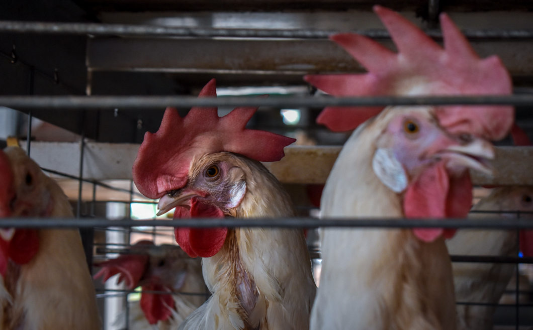 An intensive egg farm in South India, where over 300,000 chickens are crammed into cages. Their cage is an example of a “battery cage”, which is used worldwide to farm chickens: here there are up to eight chickens in a single cage, meaning there isn’t enough space for them to spread their wings. They will spend their entire lives in these cages. Mysuru, India, 2018
