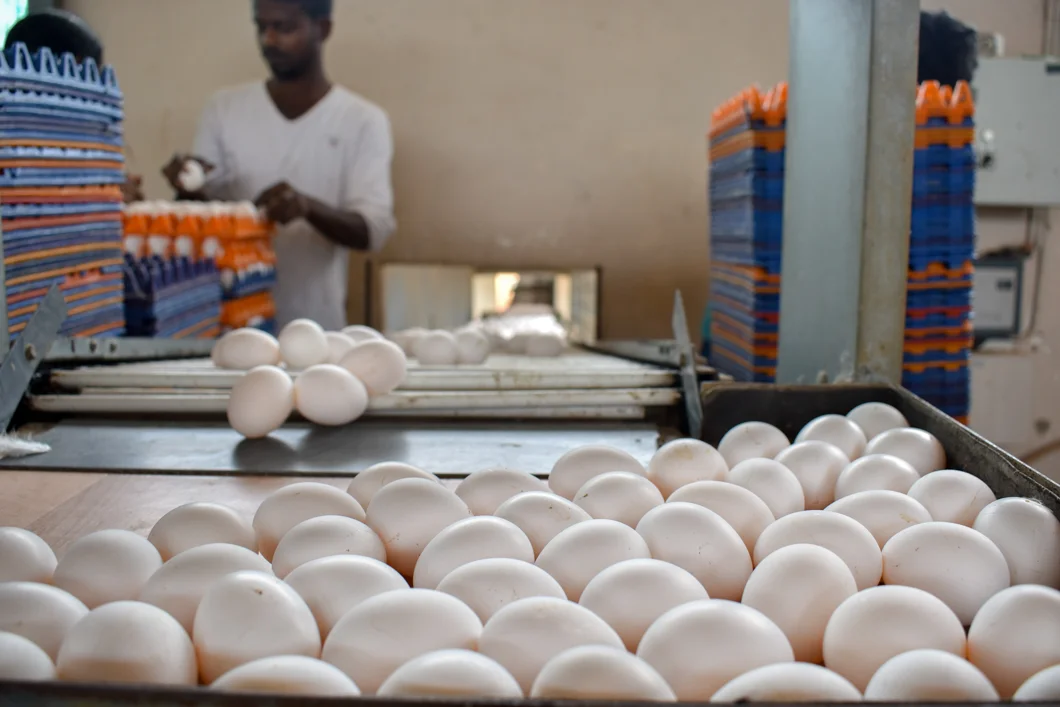 An intensive egg farm in South India, where over 300,000 chickens are crammed into cages. The eggs are collected via a conveyor belt, where they are then packaged and shipped to a shop or restaurant. Mysuru, India, 2018