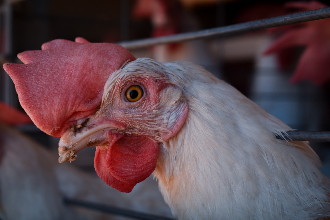 An intensive egg farm in South India, where over 300,000 chickens are crammed into cages. Their cage is an example of a “battery cage”, which is used worldwide to farm chickens: here there are up to eight chickens in a single cage, meaning there isn’t enough space for them to spread their wings. They will spend their entire lives in these cages. Mysuru, India, 2018