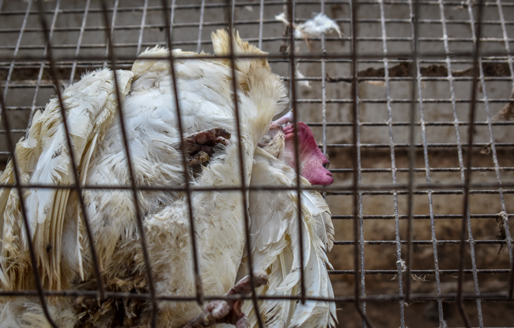 An intensive egg farm in South India, where over 300,000 chickens are crammed into cages. Their cage is an example of a “battery cage”, which is used worldwide to farm chickens: here there are up to eight chickens in a single cage, meaning there isn’t enough space for them to spread their wings. They will spend their entire lives in these cages. Mysuru, India, 2018