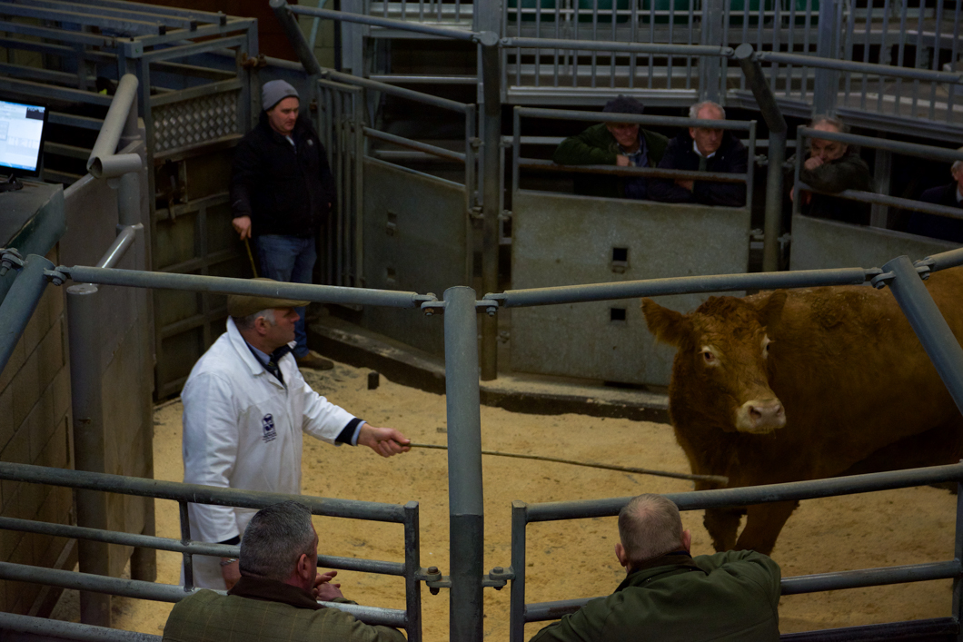 A cow being auctioned at a livestock auction. Newark Livestock Auction, like many other markets of this kind in the UK, offers farmers the chance to buy and sell live animals in an auction-house setting. Each animal is pushed into a viewing circle and poked with a stick so that the animal parades around the circle, whilst the auctioneer and bidders set the price of the animals’ worth. The sold animal will then be the property of the highest bidder - ready to be slaughtered at the buyers command. Lincoln, England, 2019
